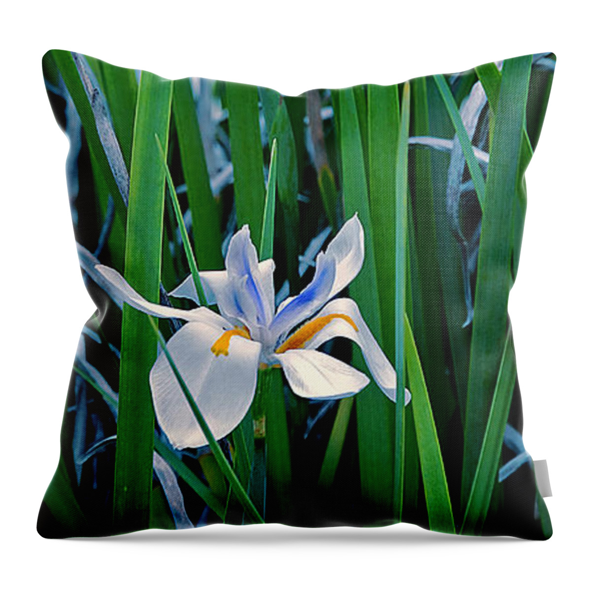 Lily Throw Pillow featuring the photograph Morning Smile - Wild African Iris by Donna Proctor