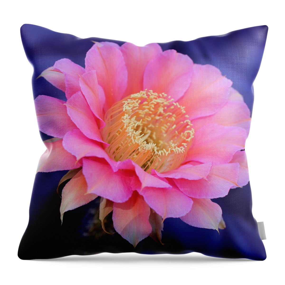 Cactus Throw Pillow featuring the photograph Morning surprise 2 by M Diane Bonaparte
