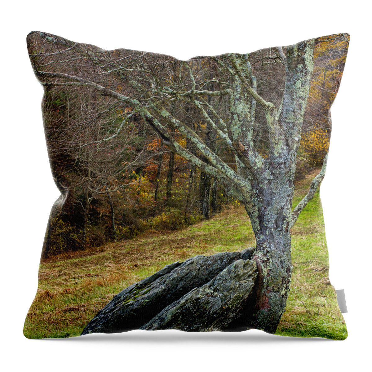 Tree Throw Pillow featuring the photograph Moss covered tree holding a rock by Les Palenik