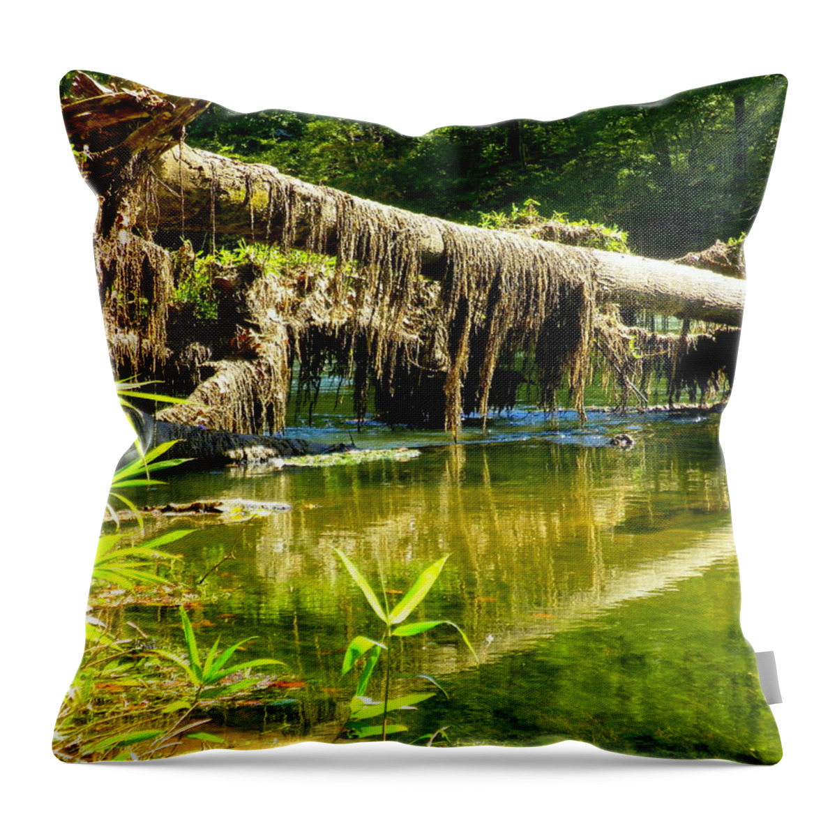 Moss Throw Pillow featuring the photograph Mossy Oak by Lisa Wooten