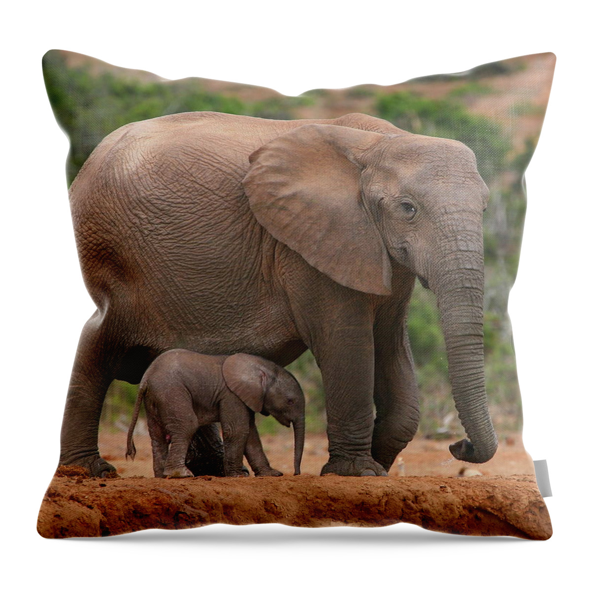 Elephant Throw Pillow featuring the photograph Mother and Calf by Bruce J Robinson