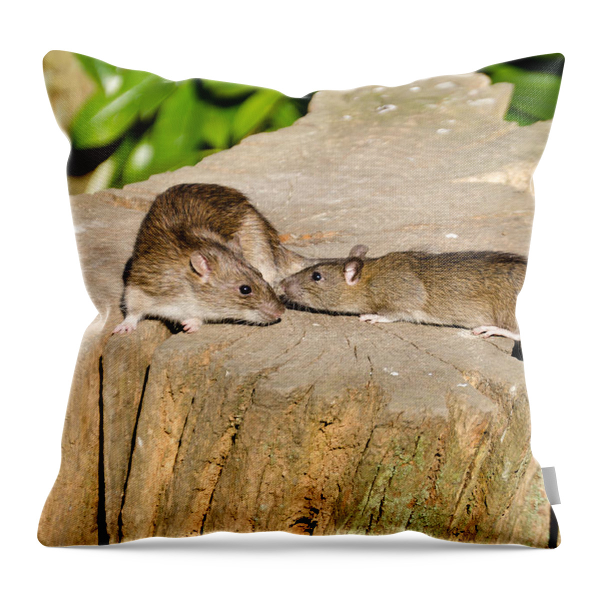 Animal Throw Pillow featuring the photograph Mother rat with youngster by David Head