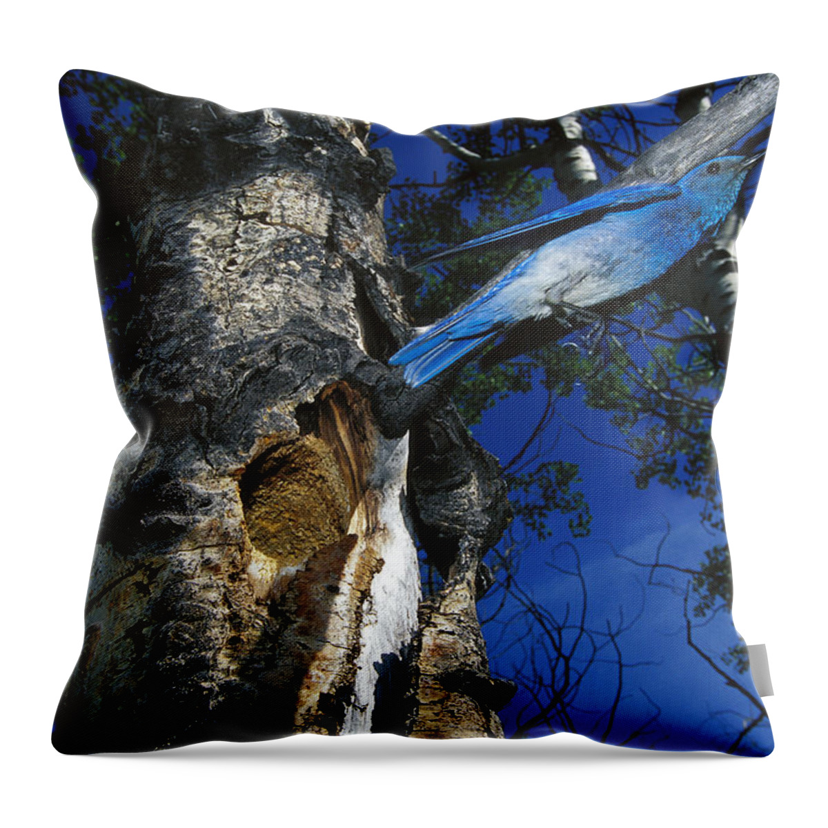 Feb0514 Throw Pillow featuring the photograph Mountain Bluebird Flying From Nest by Michael Quinton