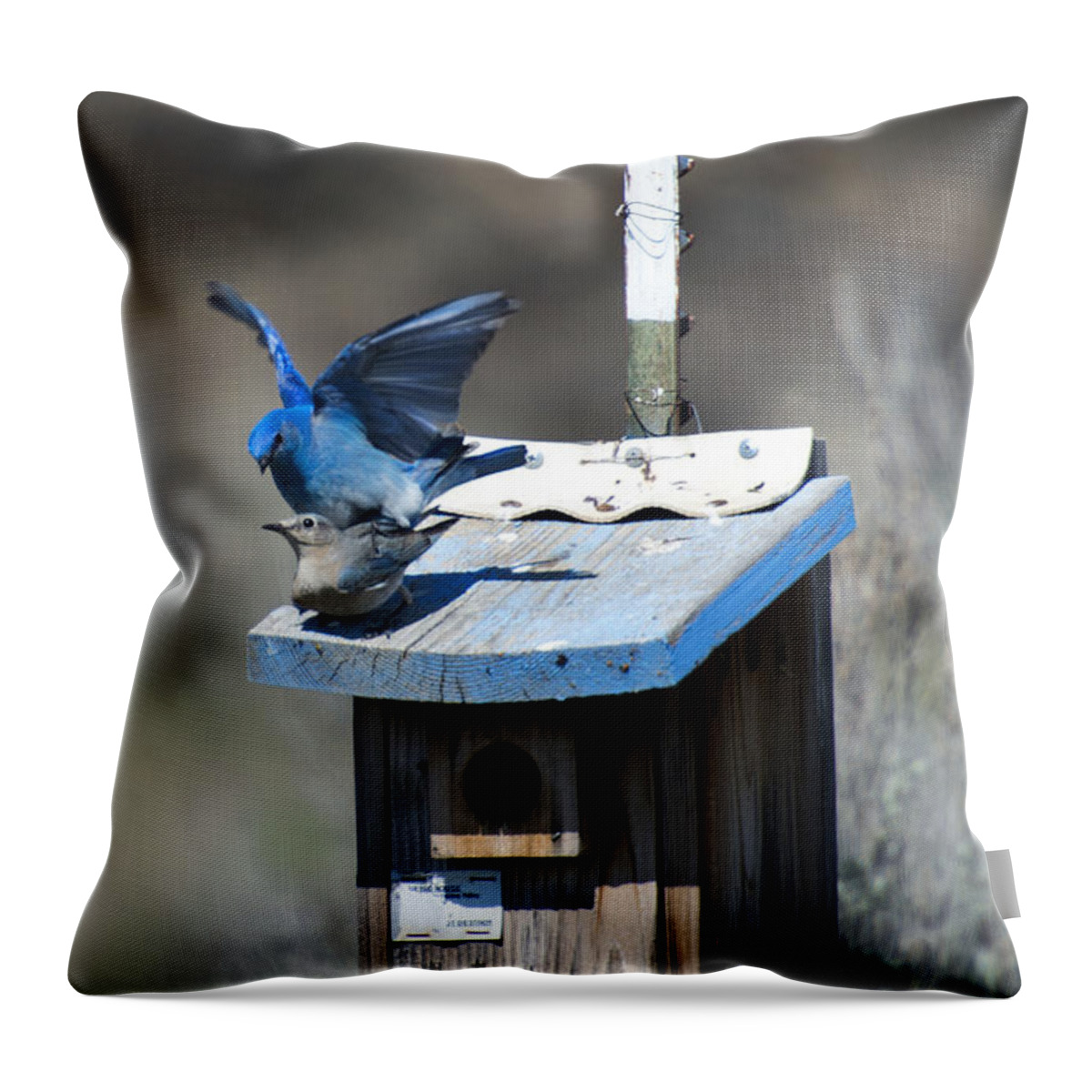 Mountain Bluebirds Throw Pillow featuring the photograph Mountain Bluebirds Mating by Michael Dawson