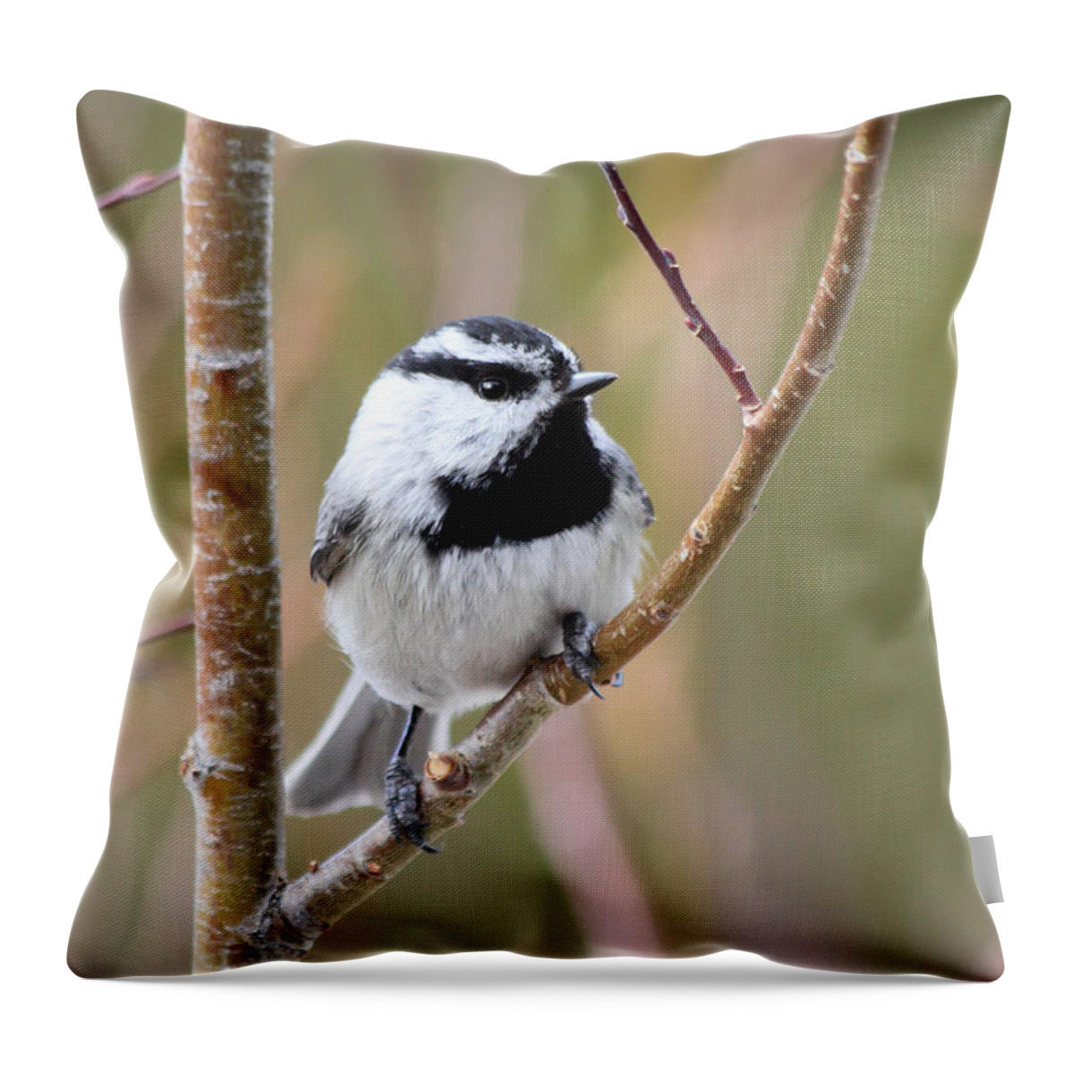 Chickadee Throw Pillow featuring the photograph Mountain Chickadee by Shane Bechler