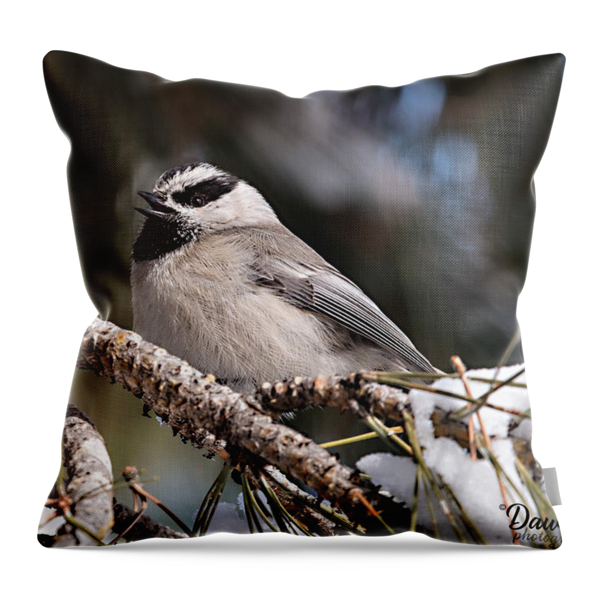 Mountain Chickadee Throw Pillow featuring the photograph Mountain chickadee Sings by Dawn Key