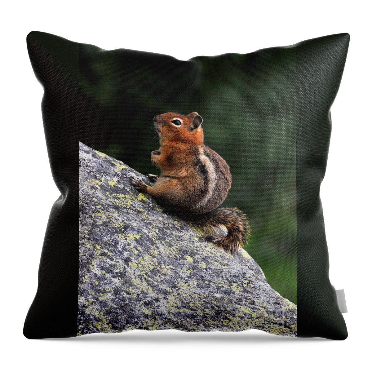 Chipmunk Throw Pillow featuring the photograph Mountain Friends by Rebecca Parker