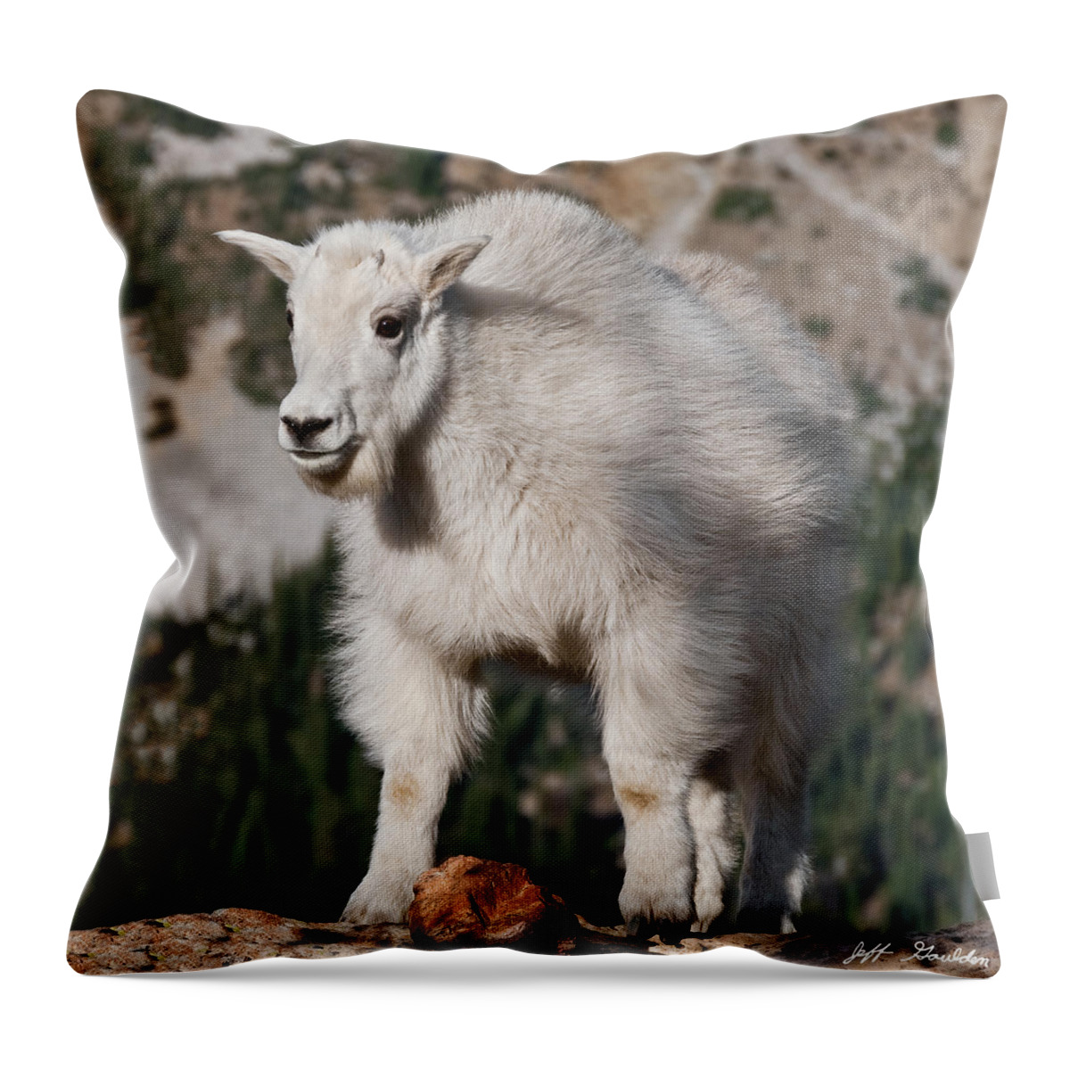 Alpine Throw Pillow featuring the photograph Mountain Goat Kid Standing on a Boulder by Jeff Goulden