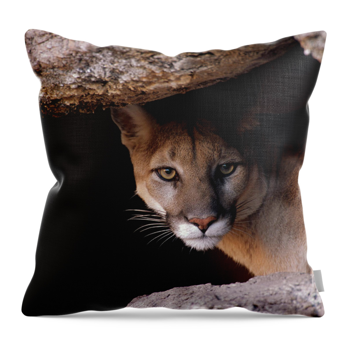 00343595 Throw Pillow featuring the photograph Mountain Lion Peering From Cave by Yva Momatiuk John Eastcott