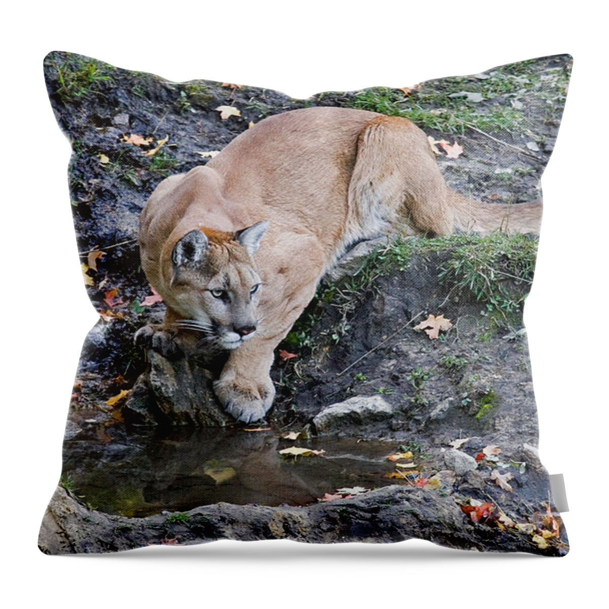 Mountain Lion Throw Pillow featuring the photograph Mountain Lion at the Spring by Max Waugh