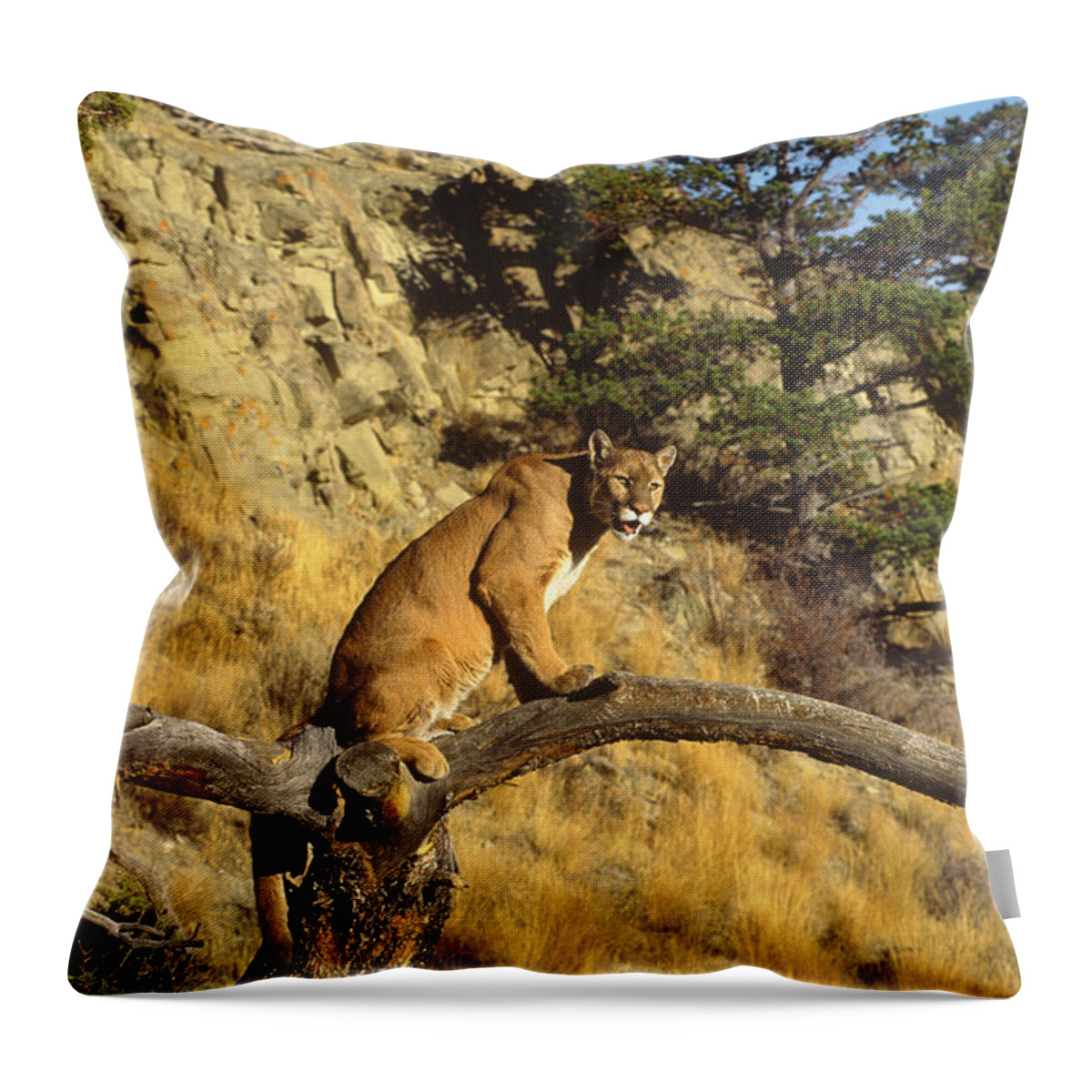 Feb0514 Throw Pillow featuring the photograph Mountain Lion In Tree Montana by Tom Vezo
