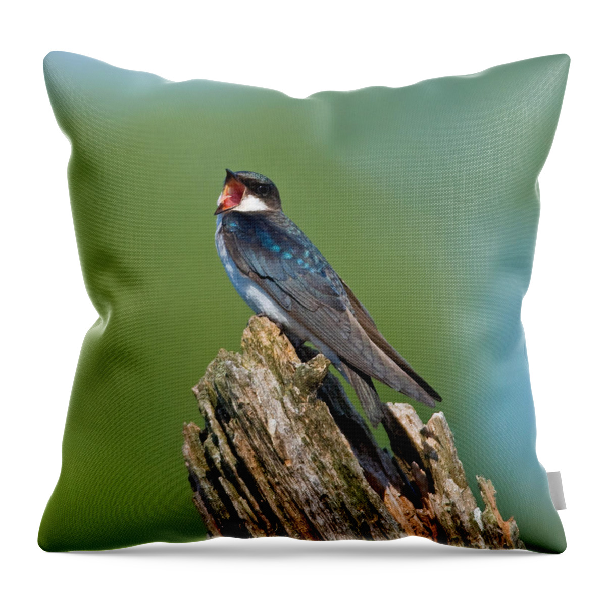 Bird Throw Pillow featuring the photograph Mouthy Tree Swallow by Gerald DeBoer