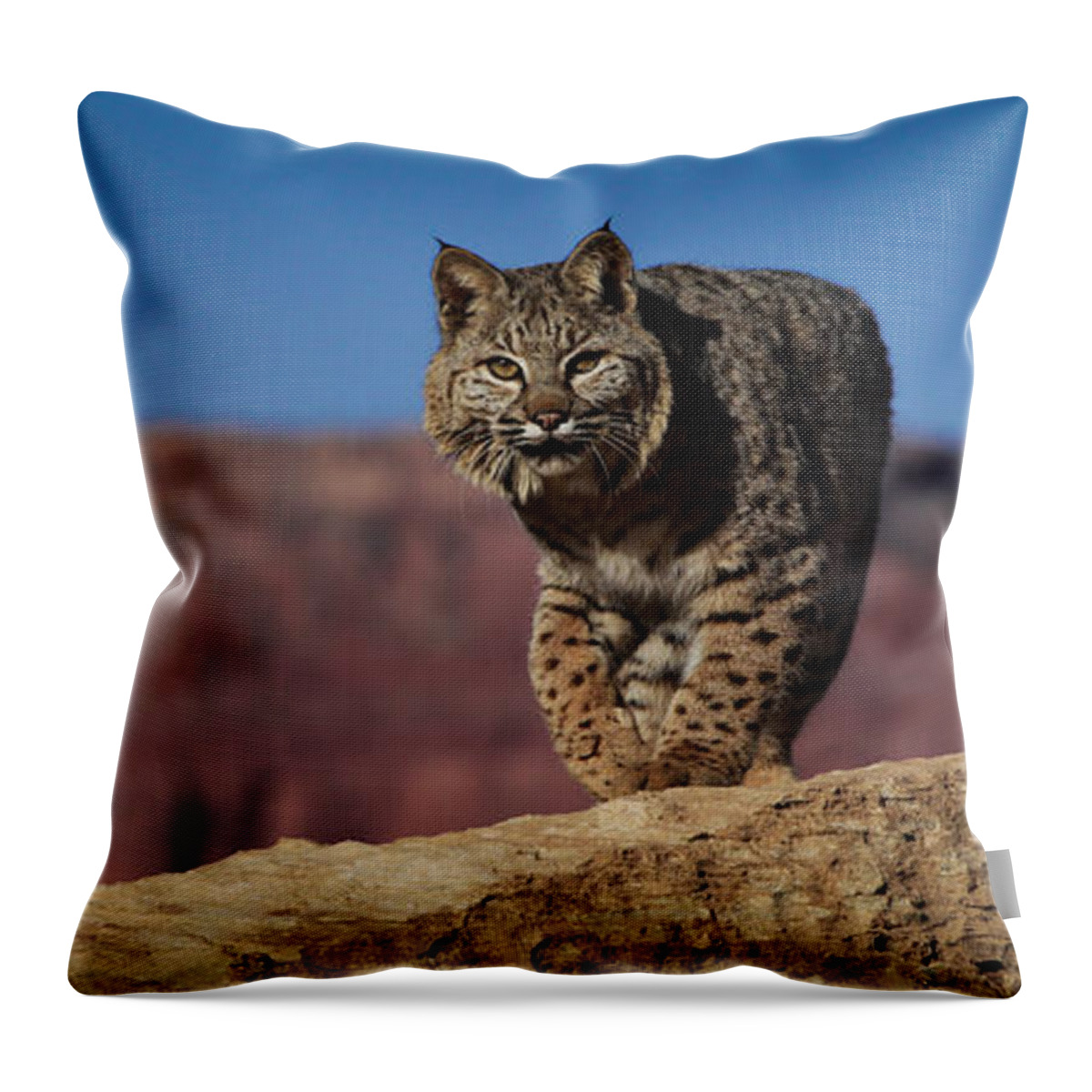 Bob Cat Throw Pillow featuring the photograph Mr. Bob Cat by Diane Bohna