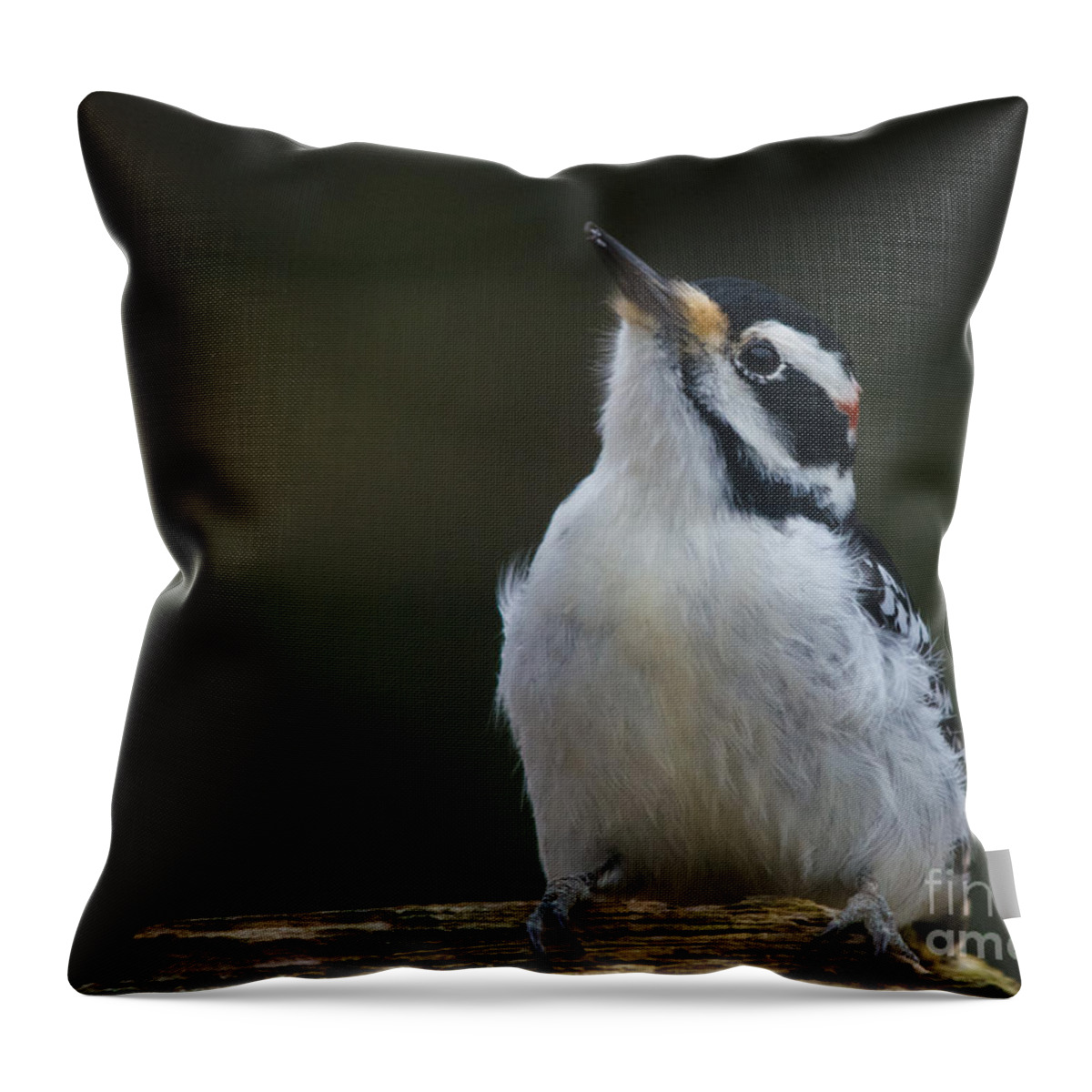  Throw Pillow featuring the photograph Mr Hairy Profile by Cheryl Baxter