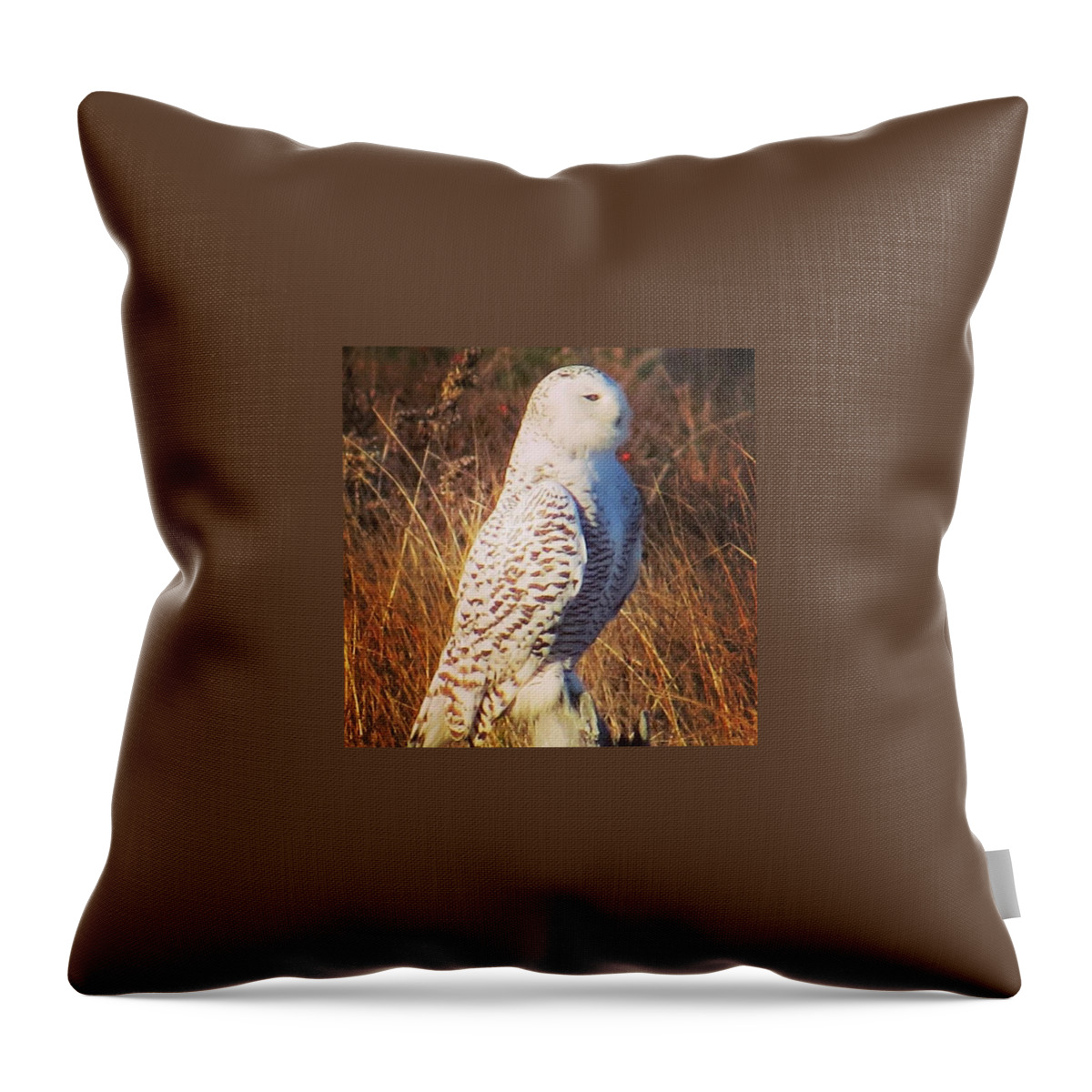 Birding Throw Pillow featuring the photograph Mr Snowy Owl This Morning They Are by John Repoza
