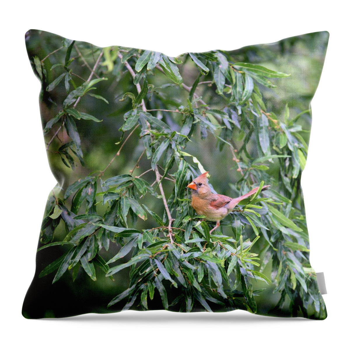 5944 Throw Pillow featuring the photograph Mrs Cardinal - Square by Gordon Elwell
