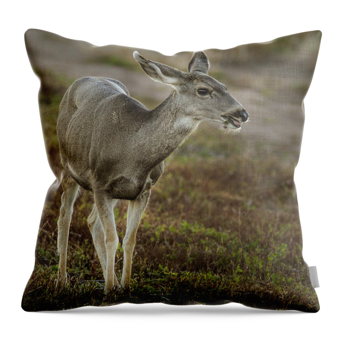 Jean Noren Throw Pillow featuring the photograph Mule Deer Chowing Down by Jean Noren
