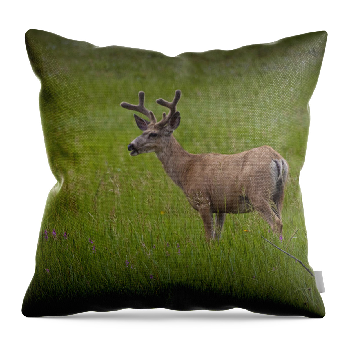 Deer Throw Pillow featuring the photograph Mule Deer with Velvet Antlers No. 1097 by Randall Nyhof