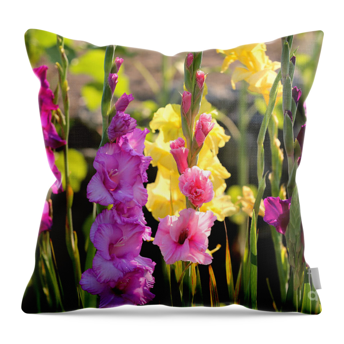 Glads Throw Pillow featuring the photograph Multi Colored Gladiolus by Carol Groenen