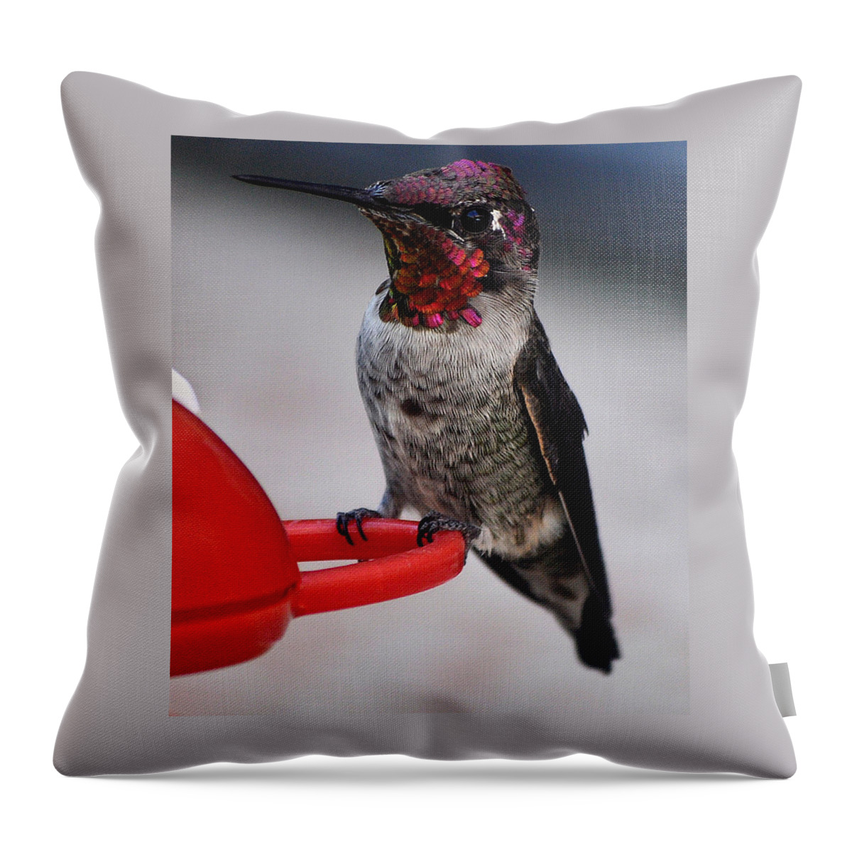 Hummingbird Throw Pillow featuring the photograph Multi Colored Hummingbird Male Anna by Jay Milo