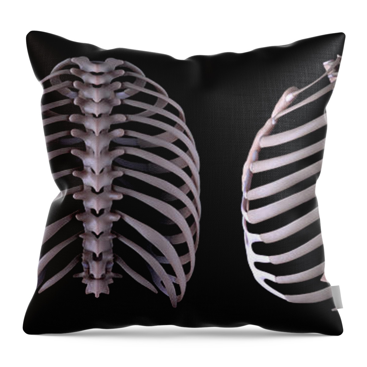 Anatomical Model Throw Pillow featuring the photograph Multiple View Of The Rib Cage by Science Picture Co