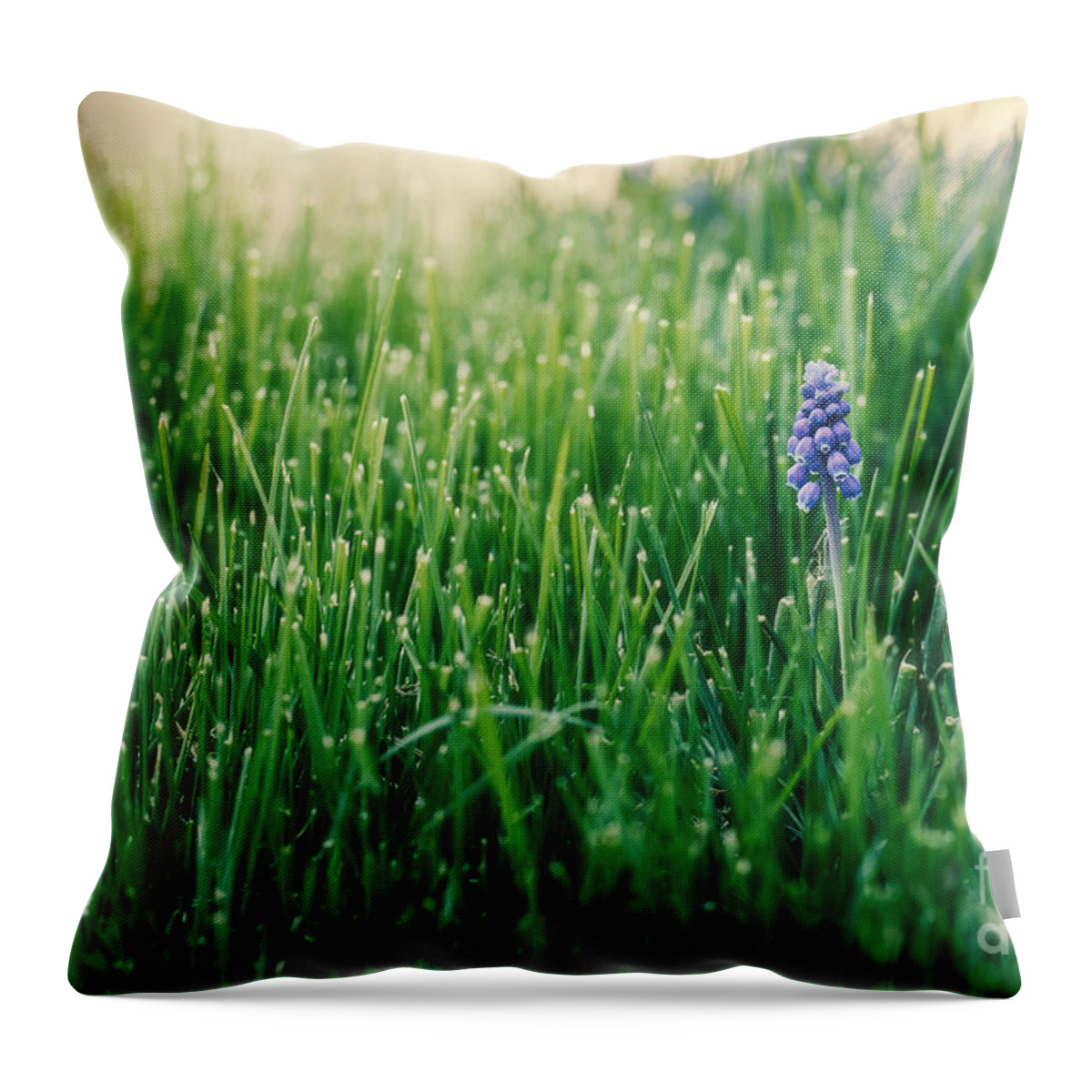 Muscari Throw Pillow featuring the photograph Muscari Or Grape Hyacinth by Mary Smyth