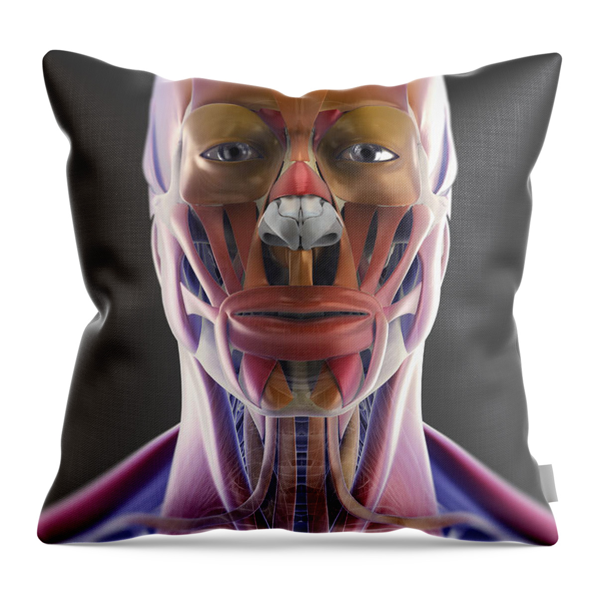 Facial Anatomy Throw Pillow featuring the photograph Muscle Of The Head And Neck by Science Picture Co