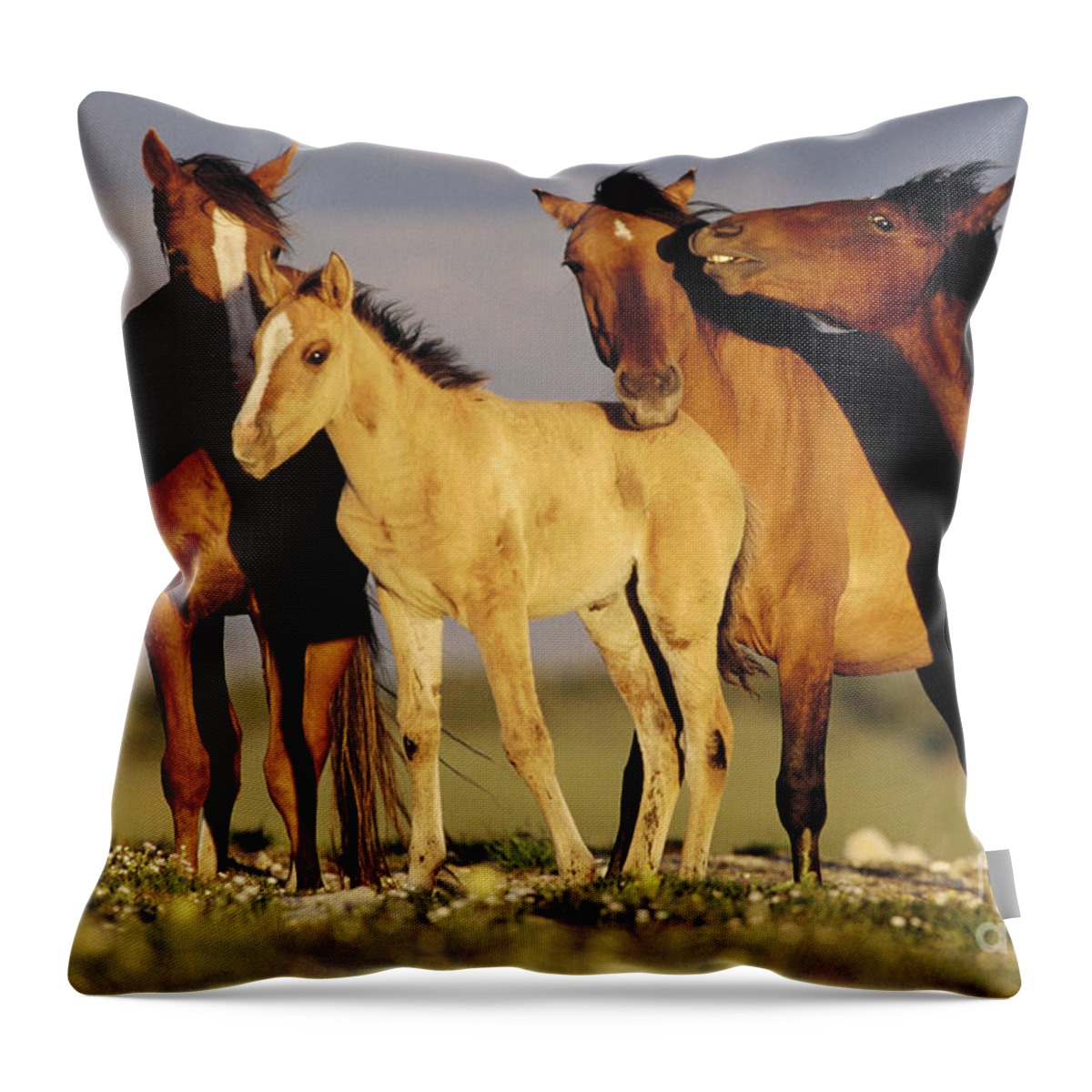 00340031 Throw Pillow featuring the photograph Mustang Family Band Montana by Yva Momatiuk John Eastcott