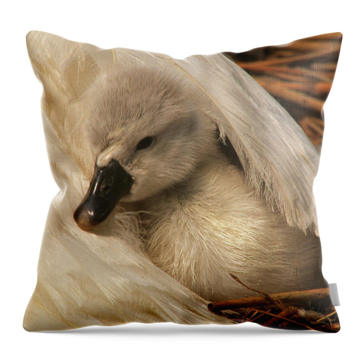 Fn Throw Pillow featuring the photograph Mute Swan Cygnet Under Wing by Flip De Nooyer