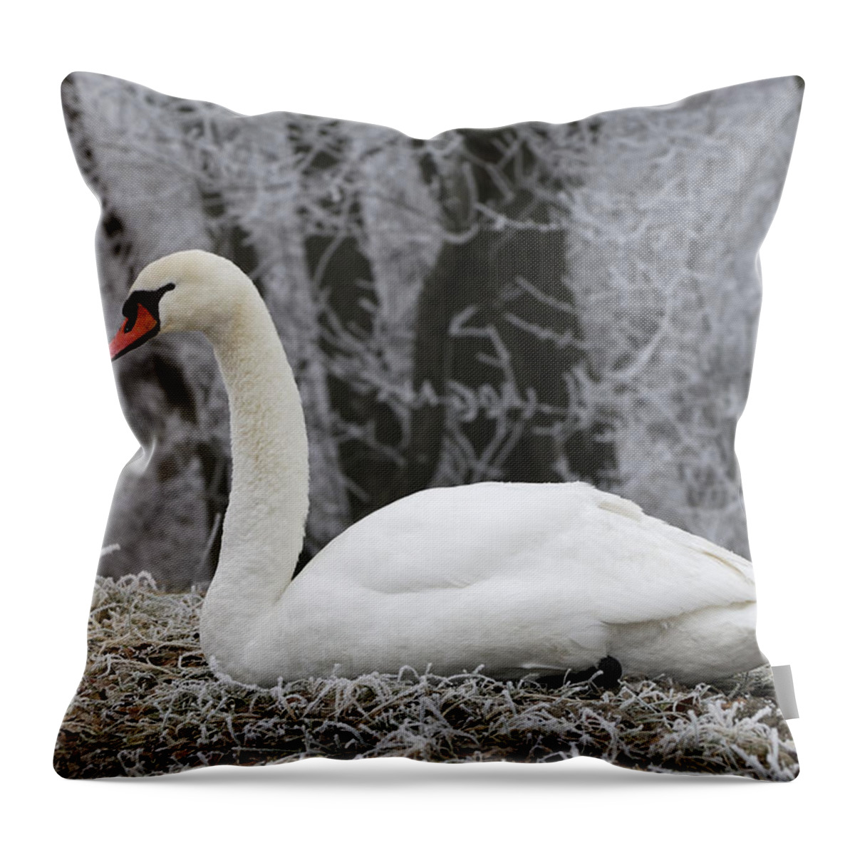 Feb0514 Throw Pillow featuring the photograph Mute Swan Switzerland by Thomas Marent