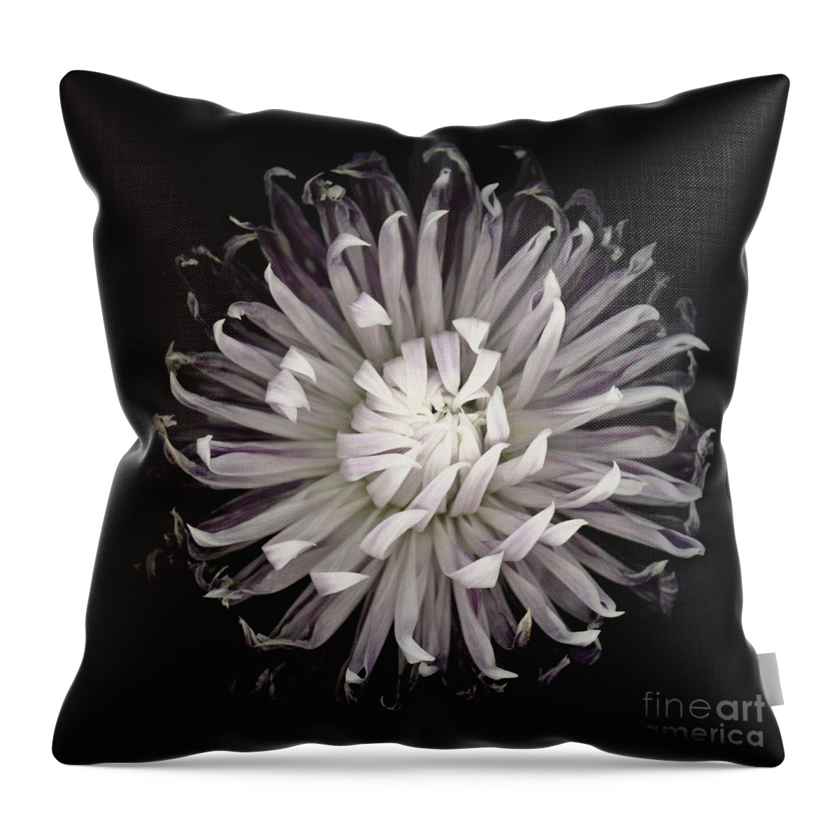 Beauty In Nature Throw Pillow featuring the photograph Muted Dahlia by Oscar Gutierrez