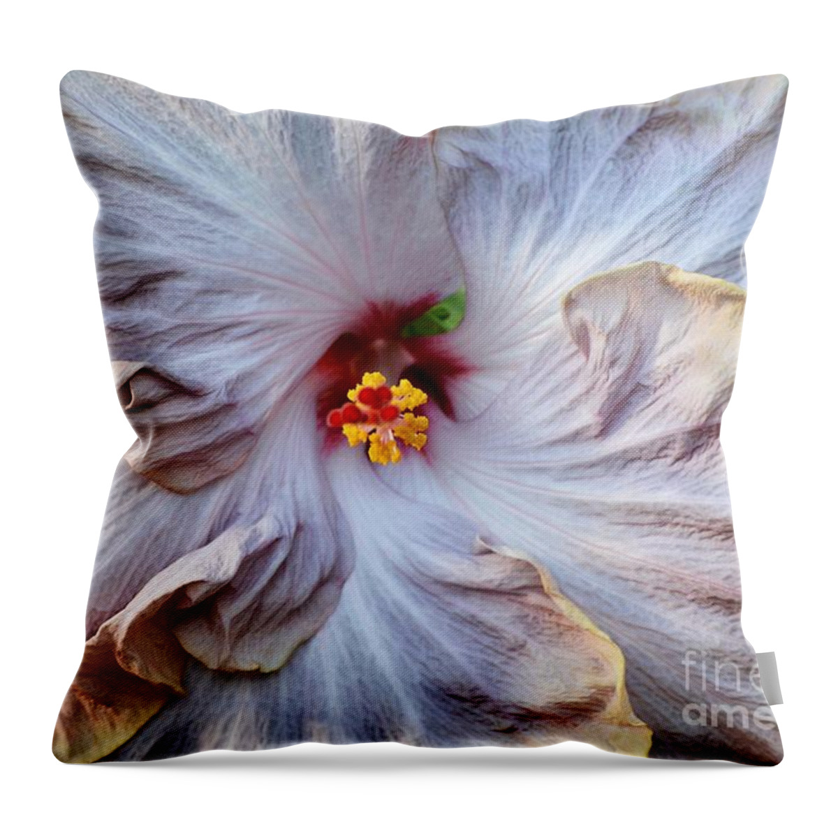 Flowers Throw Pillow featuring the photograph Muted Hibiscus by Cindy Manero