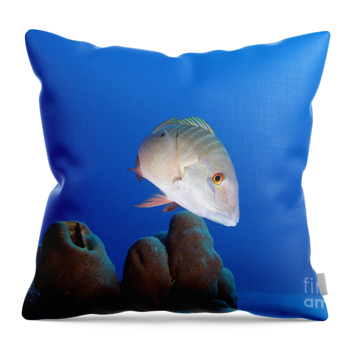 Mutton Snapper Throw Pillow featuring the photograph Mutton Snapper Reef #1 by Carey Chen