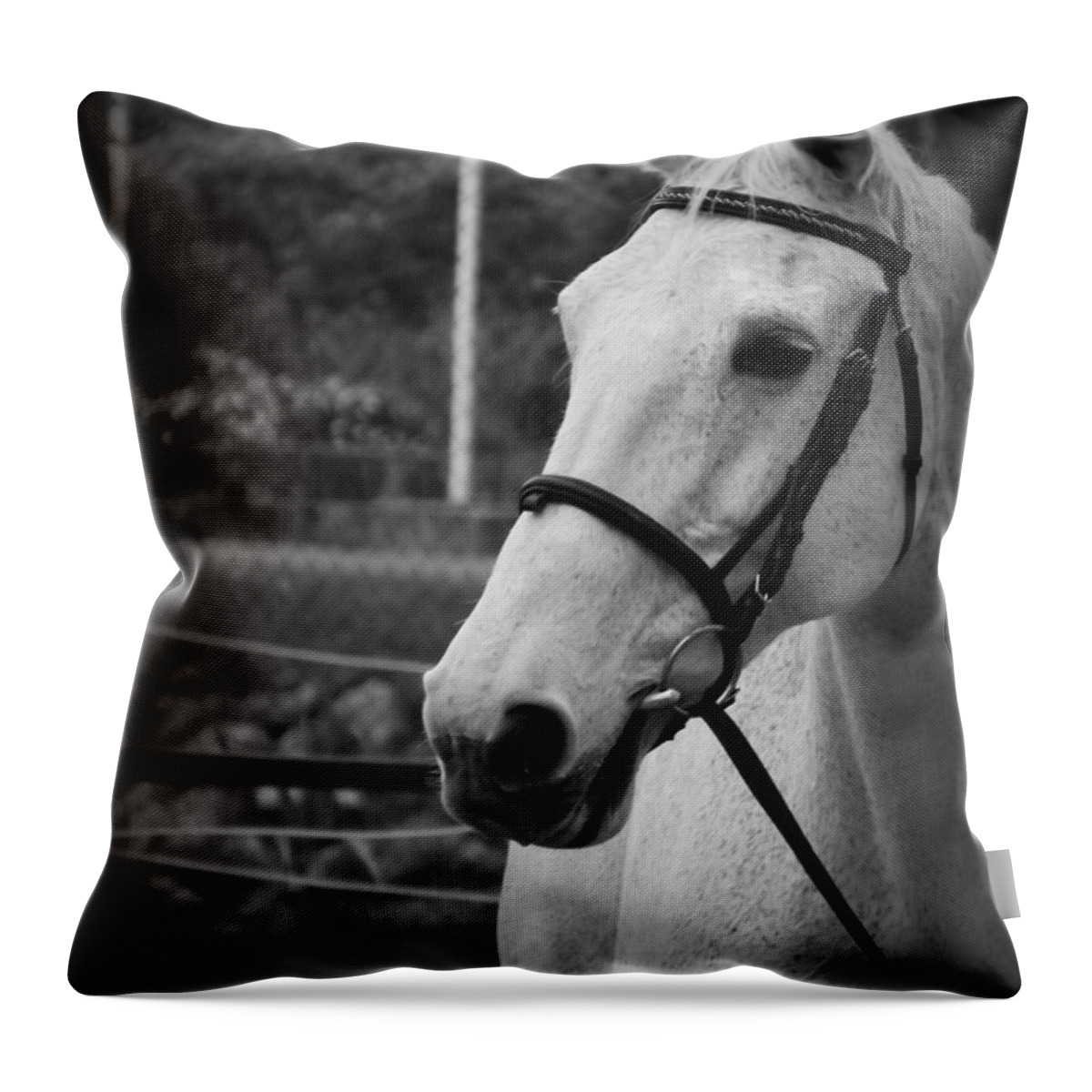 Horses Throw Pillow featuring the photograph My best Friend by Clare Bevan