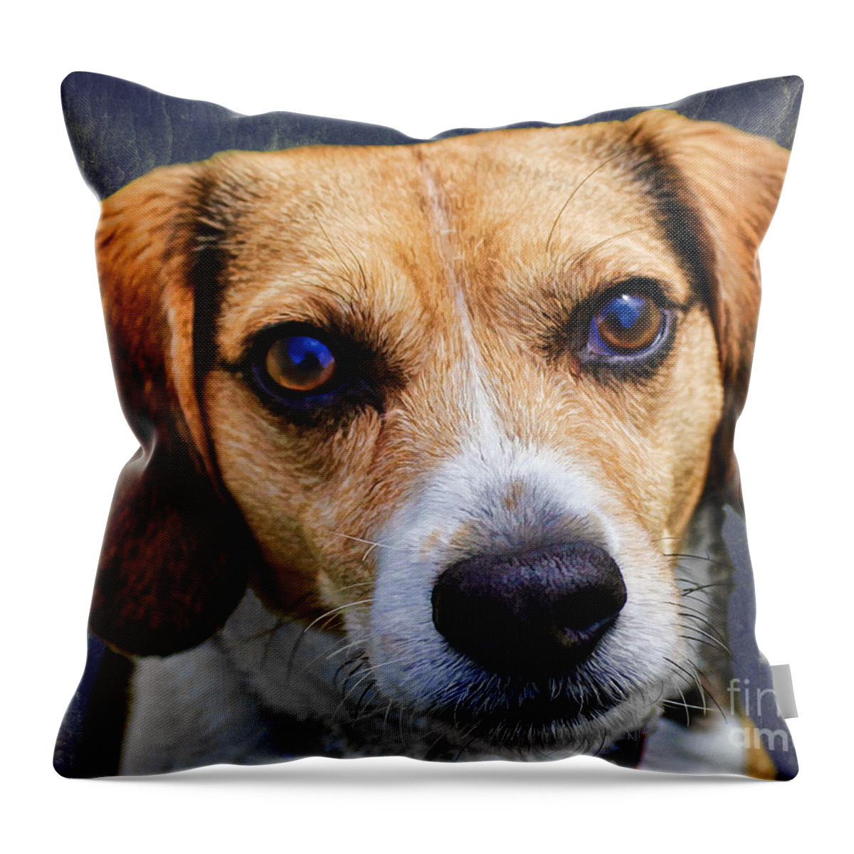 Beagle Throw Pillow featuring the photograph My Name Is Moose by Barbara McMahon