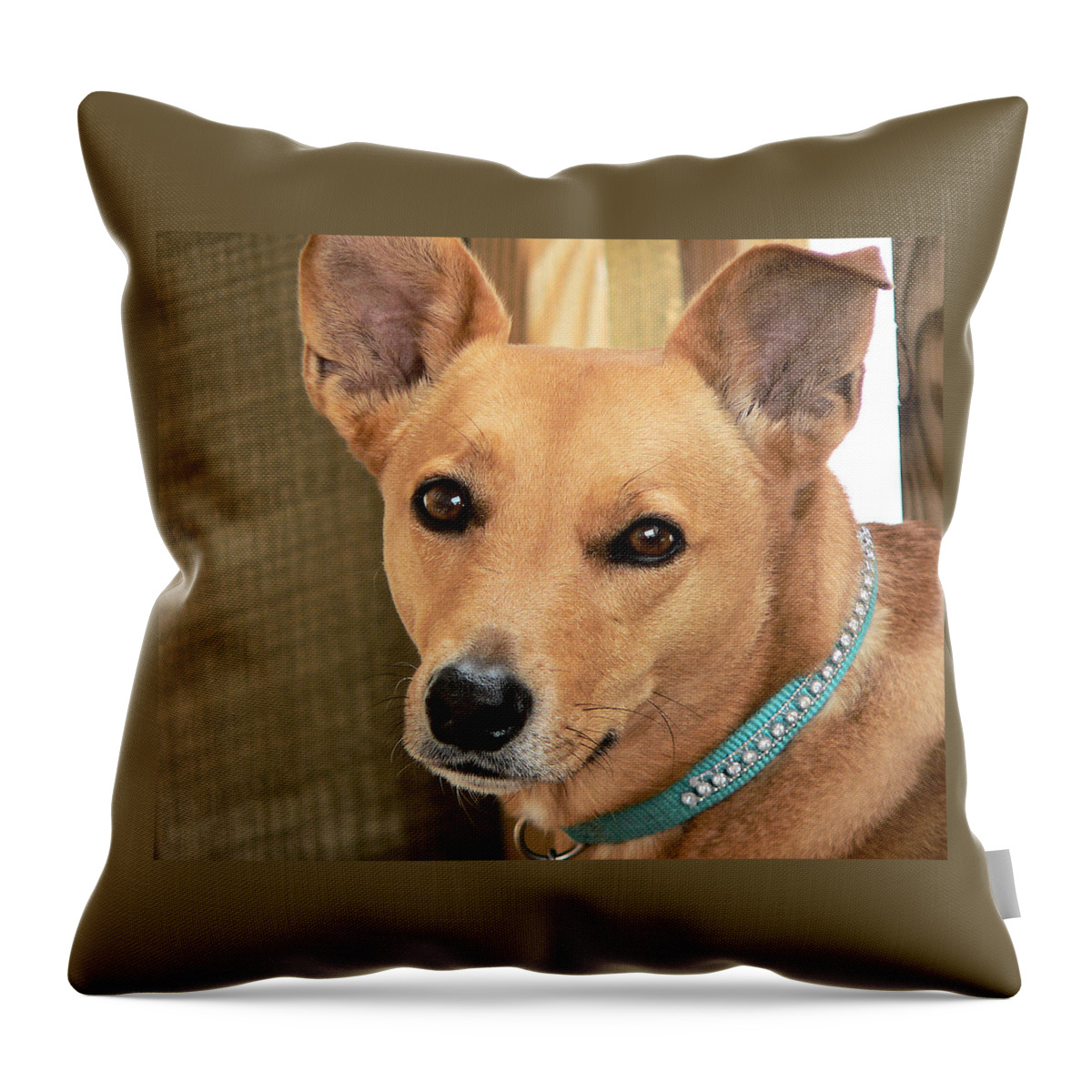 Dog-cookie One Throw Pillow featuring the photograph Dog - Cookie One by Kathy K McClellan