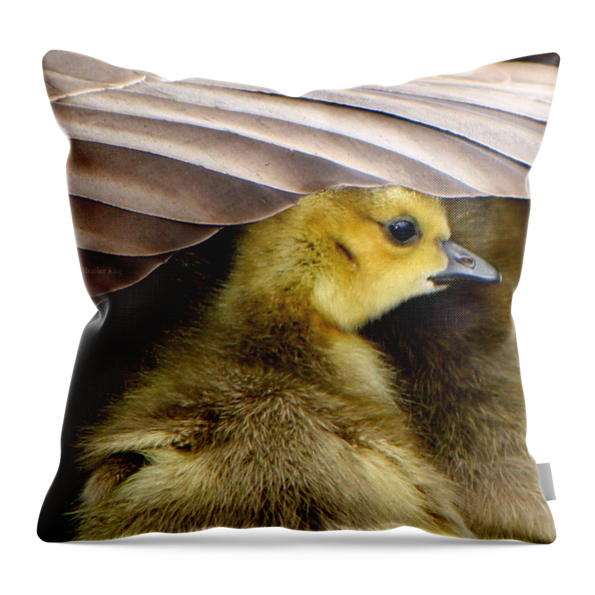Canadian Goose Throw Pillow featuring the photograph My Umbrella by Heather King