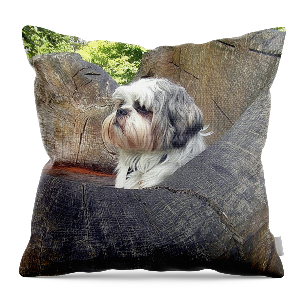 Shih Tzu Throw Pillow featuring the photograph MyLOs throne by Val Byrne