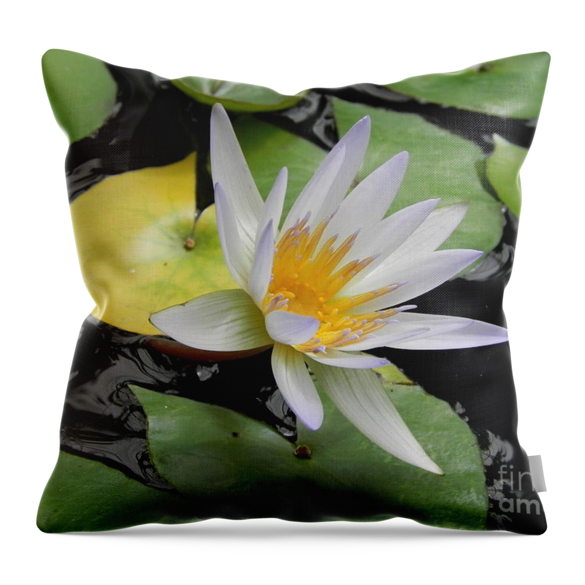 Photography Throw Pillow featuring the photograph Natures Beauty by Chrisann Ellis