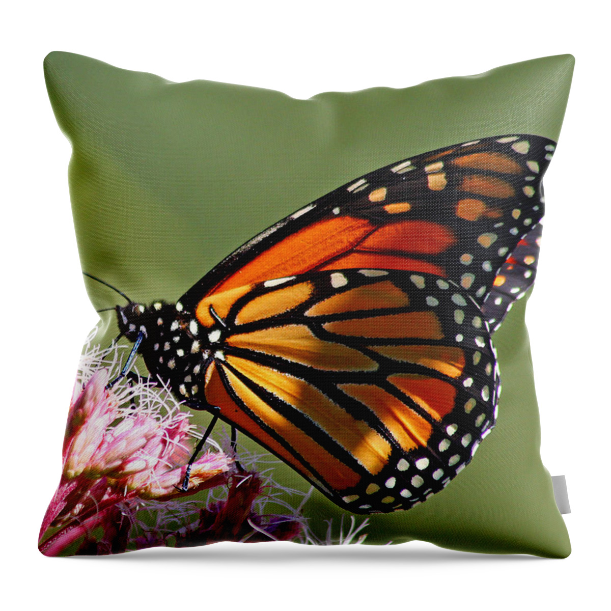 Butterfly Throw Pillow featuring the photograph Nectaring Monarch Butterfly by Debbie Oppermann