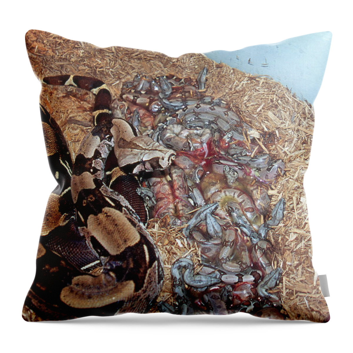 Adult And Young Throw Pillow featuring the photograph New Born Red-tail Boa Constrictors by Paul Whitten