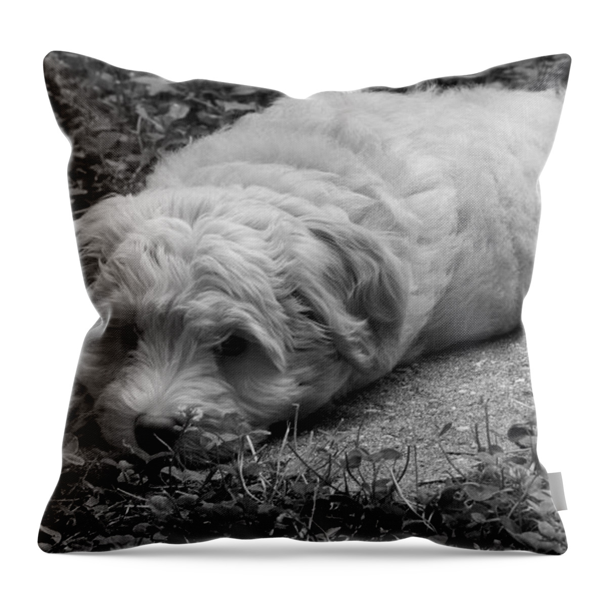 Doodle Throw Pillow featuring the photograph New Home by Sandra Clark