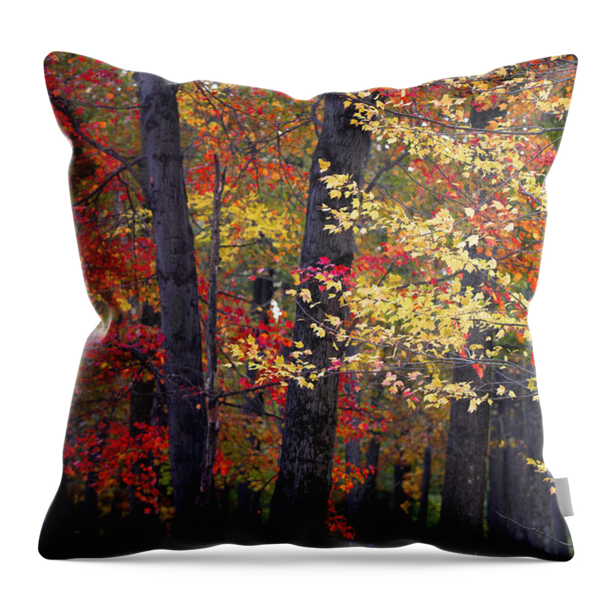 Woods Throw Pillow featuring the photograph New Jersey's Reds by Marco Crupi