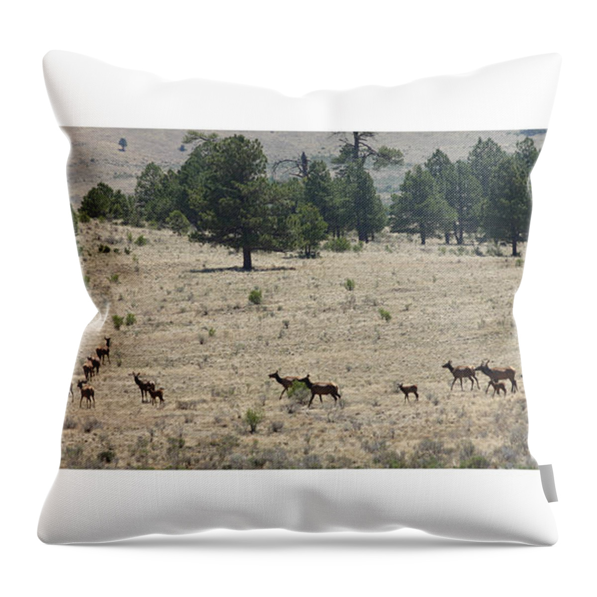 Wild Life Photography By Jack Pumphrey Throw Pillow featuring the photograph New Mexico Elk Herd by Jack Pumphrey