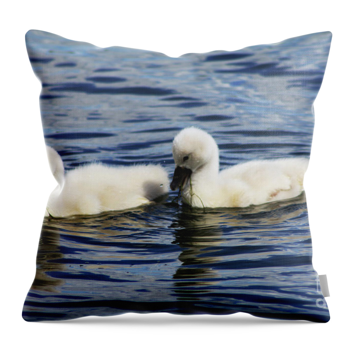 Swans Throw Pillow featuring the photograph Newborn Mute Swans by Alyce Taylor