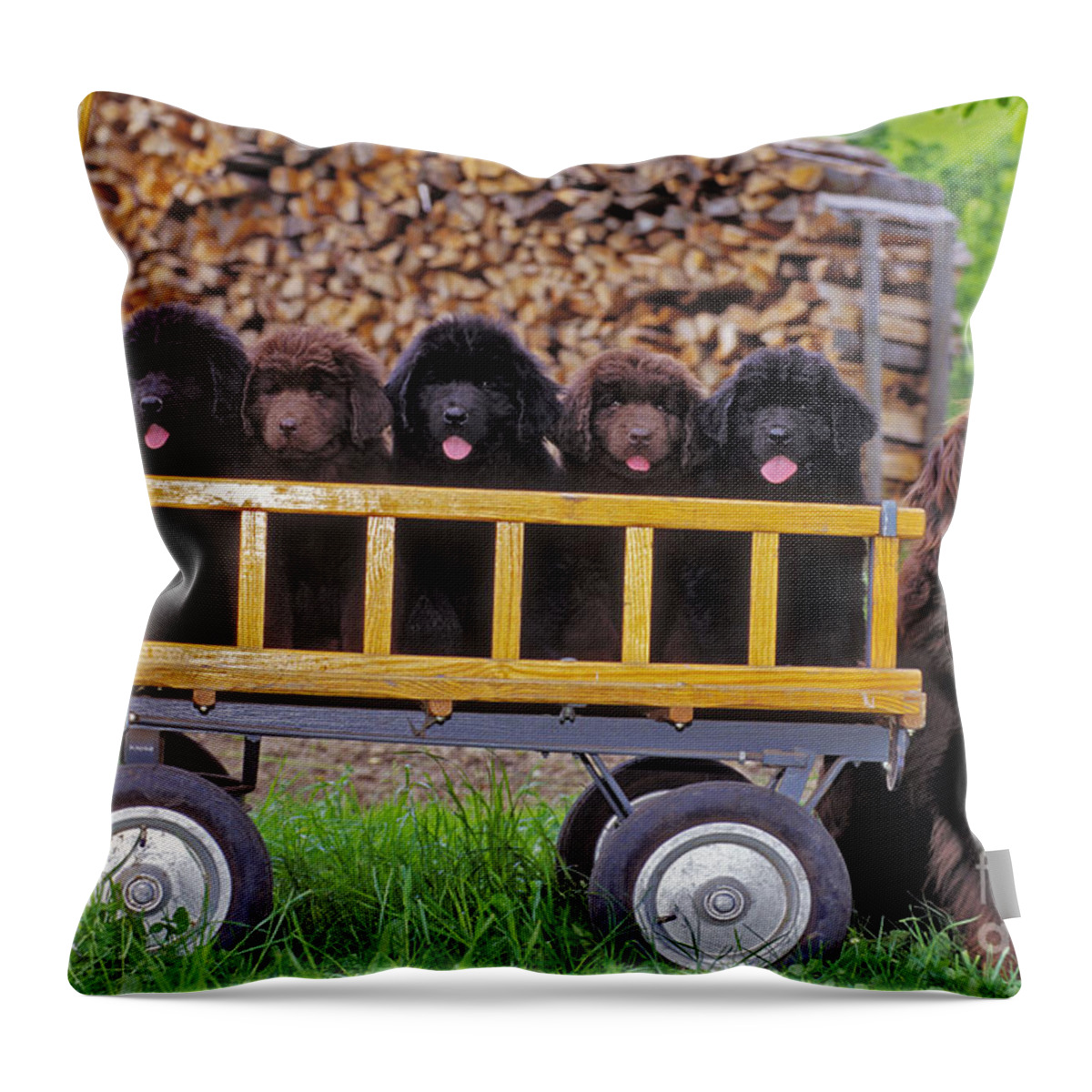 Newfoundland Throw Pillow featuring the photograph Newfoundland With Puppies by Rolf Kopfle