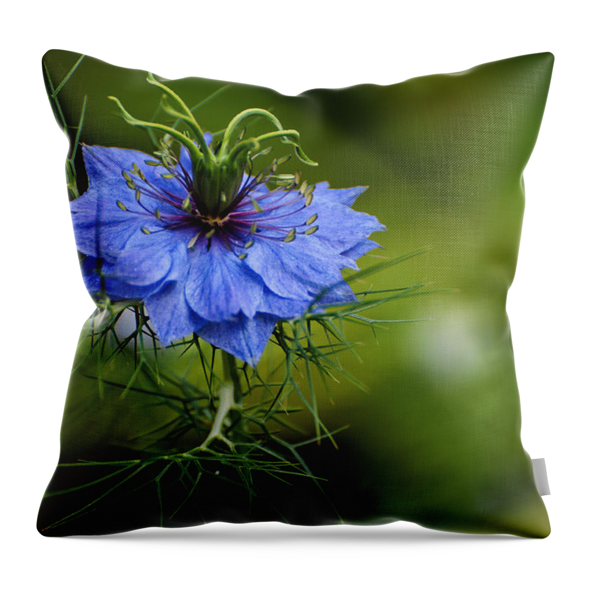 Flower Throw Pillow featuring the photograph Nigella Damascena by Rob Hemphill