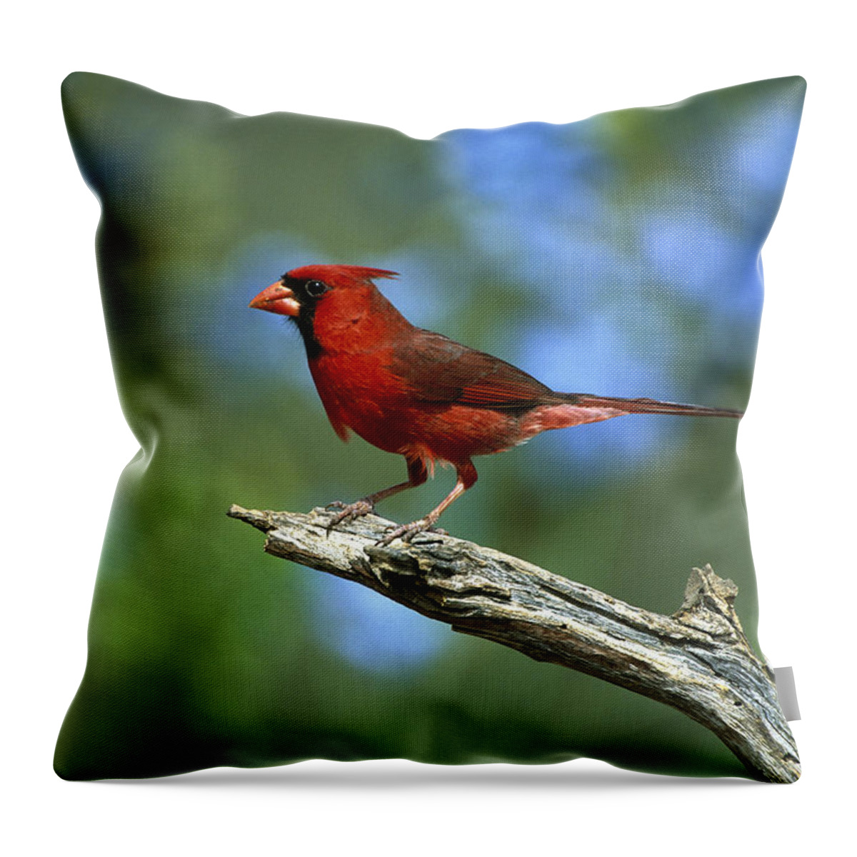 Feb0514 Throw Pillow featuring the photograph Northern Cardinal Male Texas by Tom Vezo