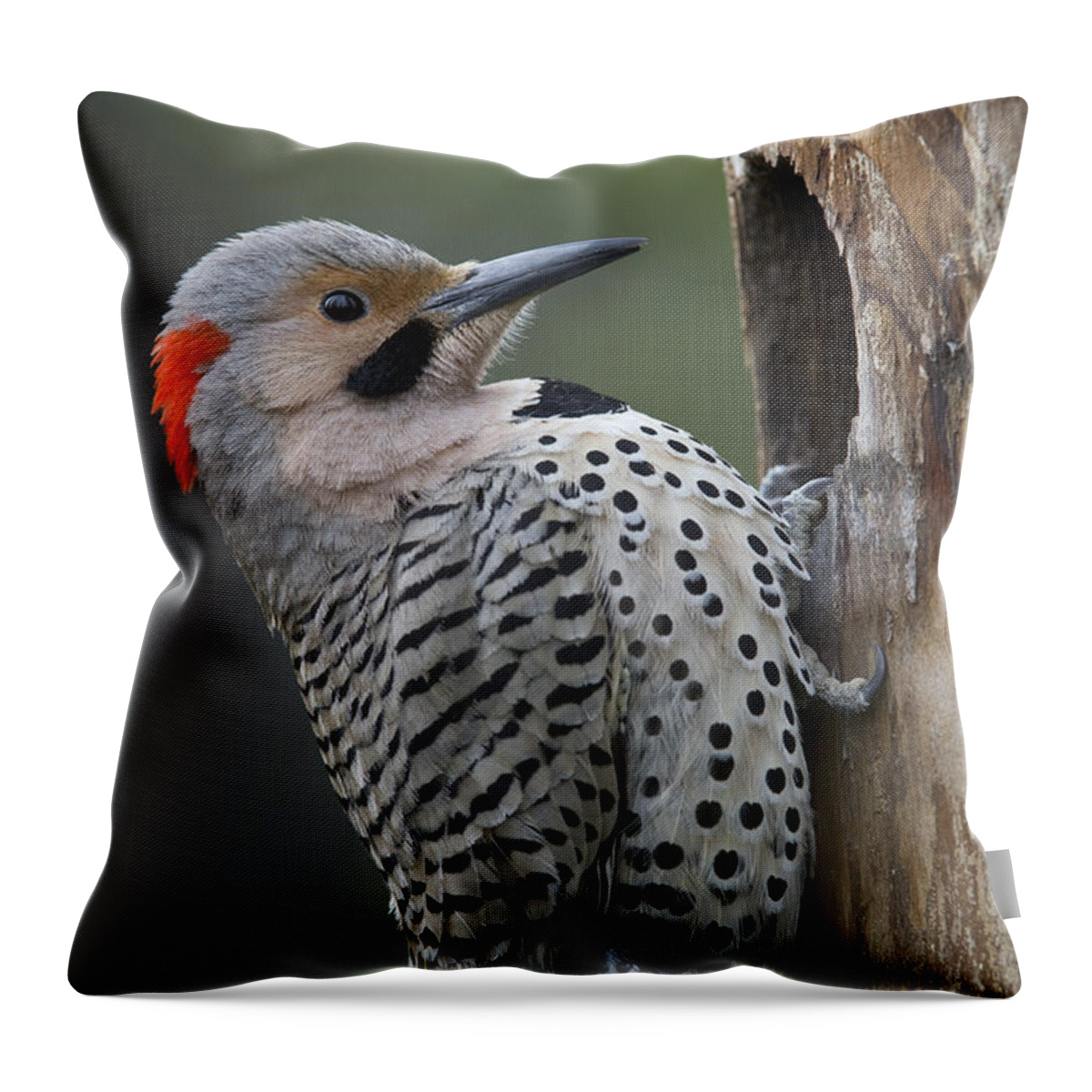 Michael Quinton Throw Pillow featuring the photograph Northern Flicker At Nest Cavity Alaska by Michael Quinton