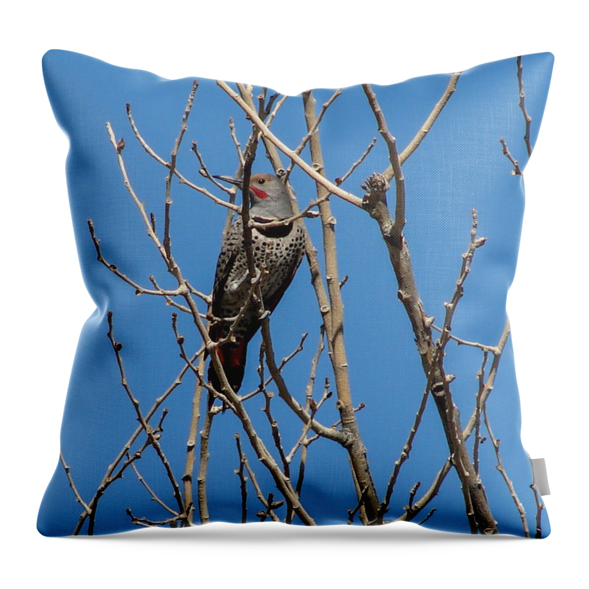 Birds Throw Pillow featuring the photograph Northern Flicker by Carl Moore